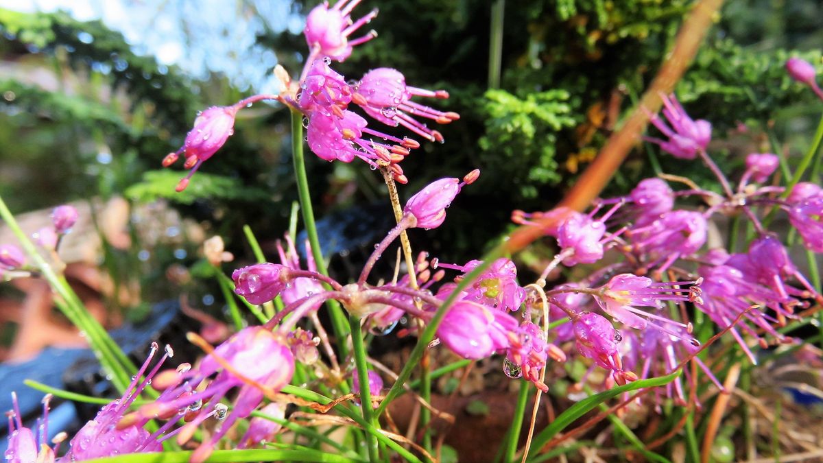 今一番頑張る花-花ラッキョウ