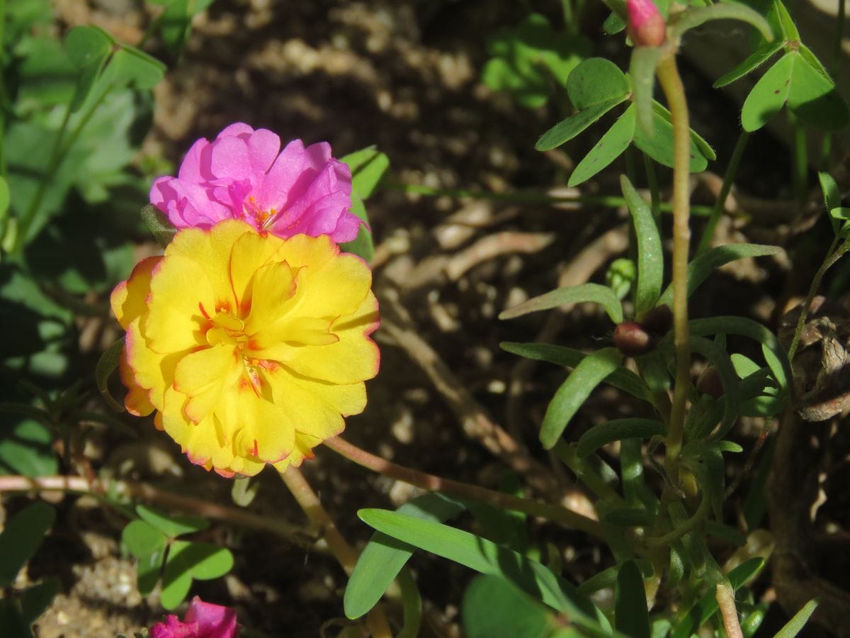 苔庭・プランターの花