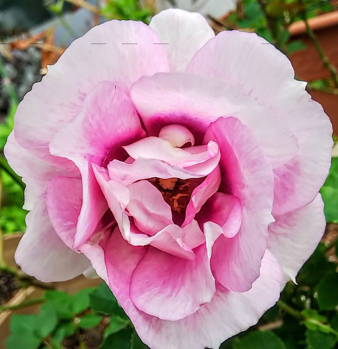 バラ🌹も元気な秋晴れの日