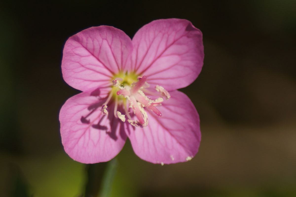 こっとの庭（たった1輪の花）