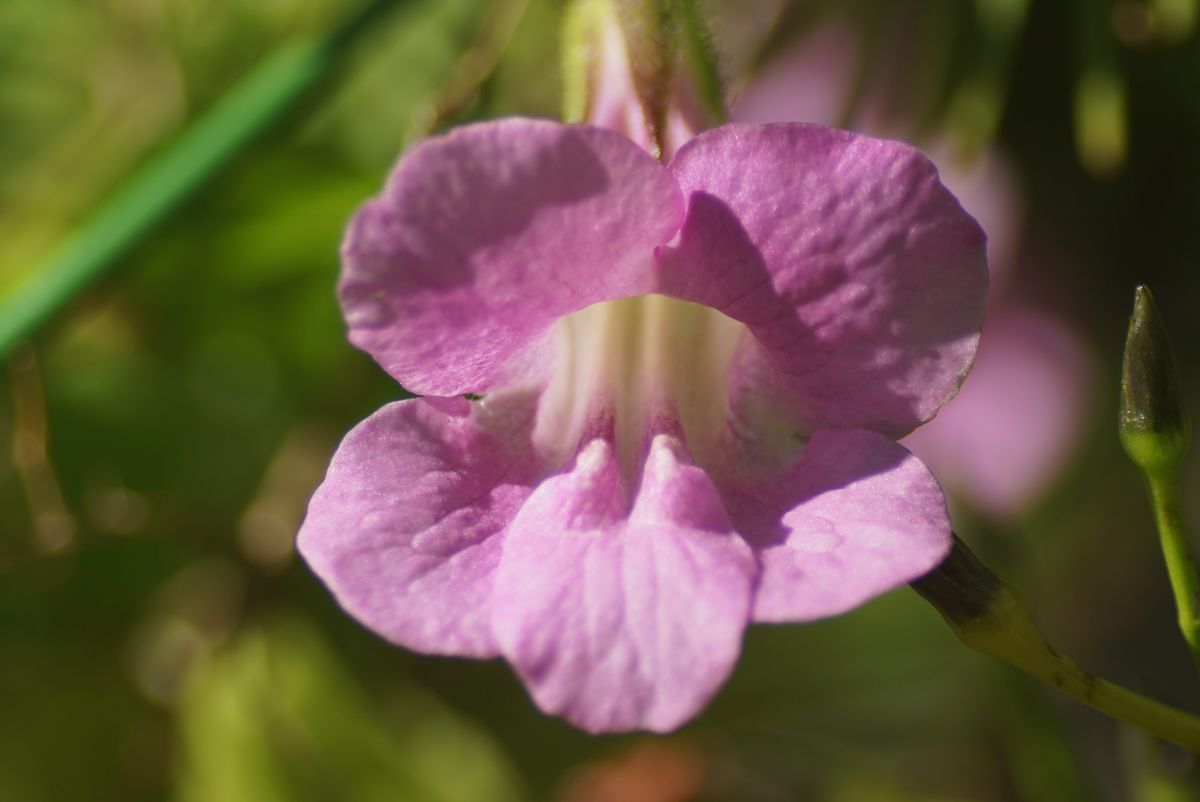 こっとの庭（たった1輪の花）