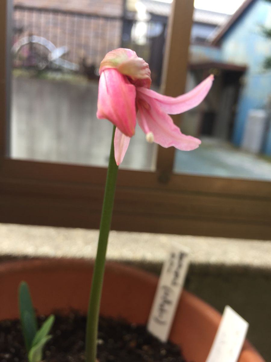 日陰の身🌺