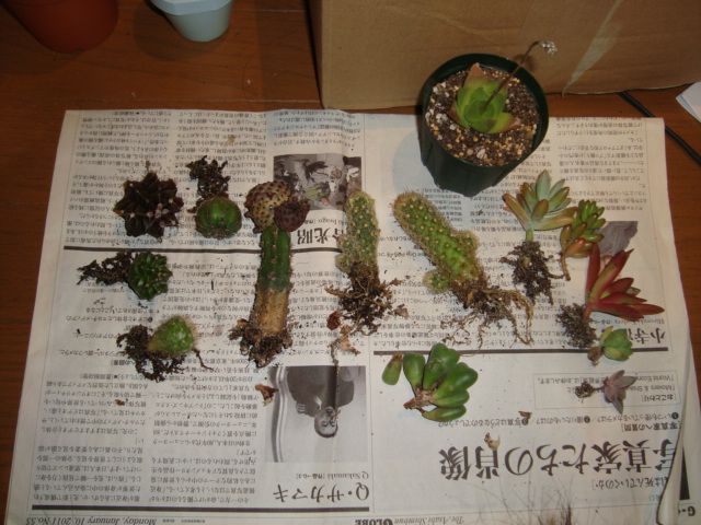 多肉植物の寄せ植えを買ってバラしてみた。