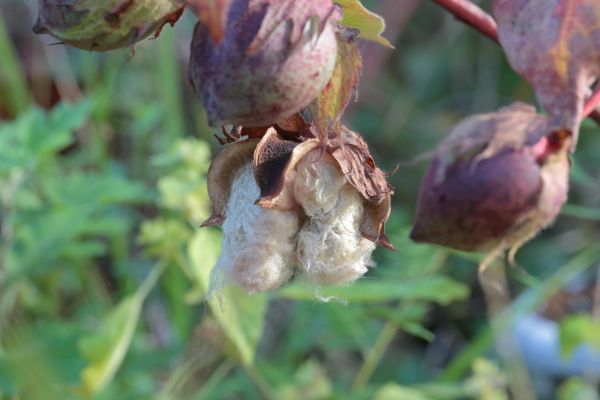 fuchiさんワタの実が割れて、らぶちさんワタの花が開花