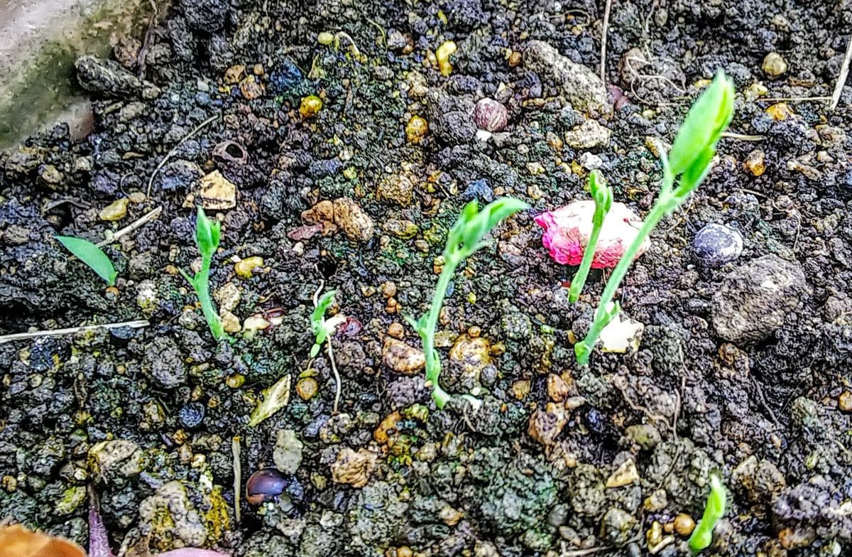 今日の芽吹き🌱