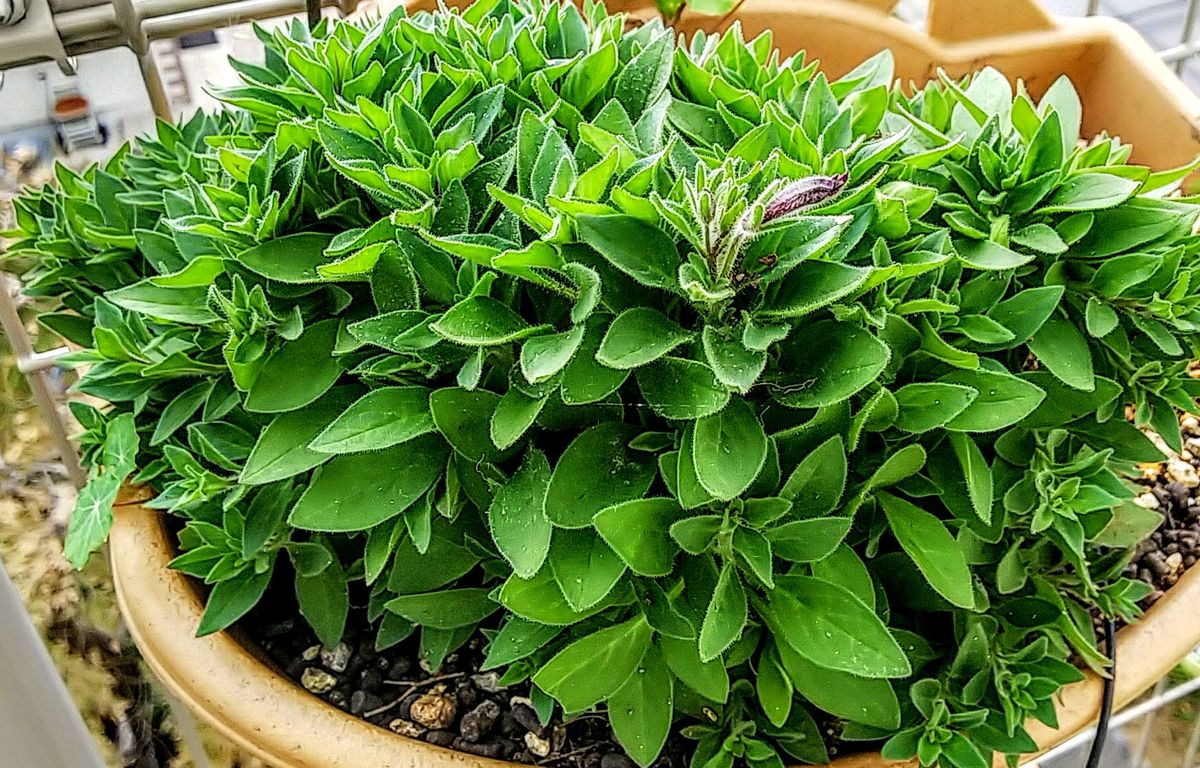 今日の芽吹き🌱