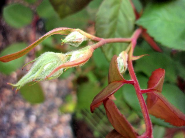 バラの蕾にも個性がありますね①