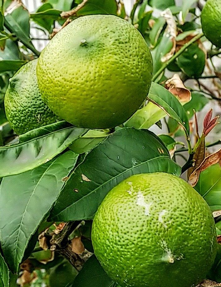 紅茶に🍋はいい香り