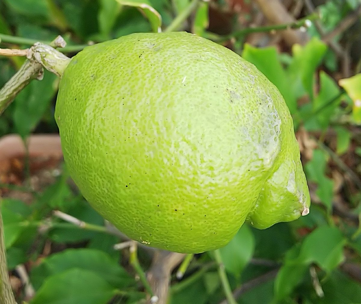 紅茶に🍋はいい香り