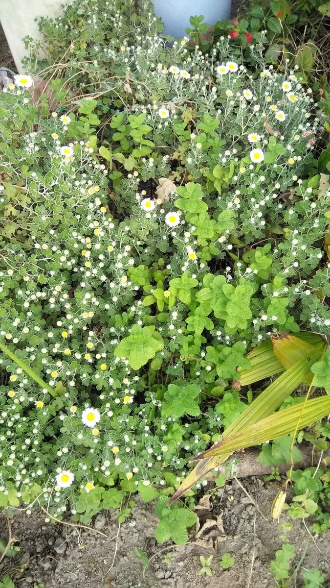 足摺野地菊