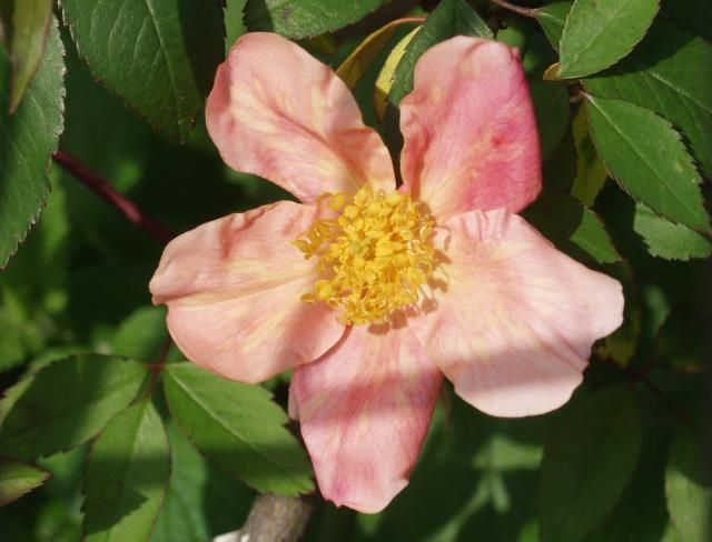 ムタビリスの開花