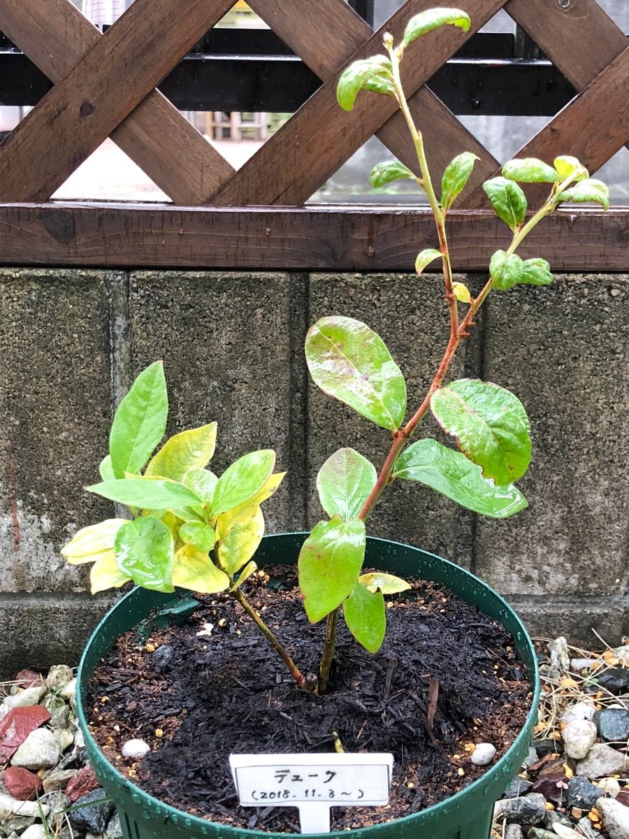 ブルーベリー苗の植え替え🎵