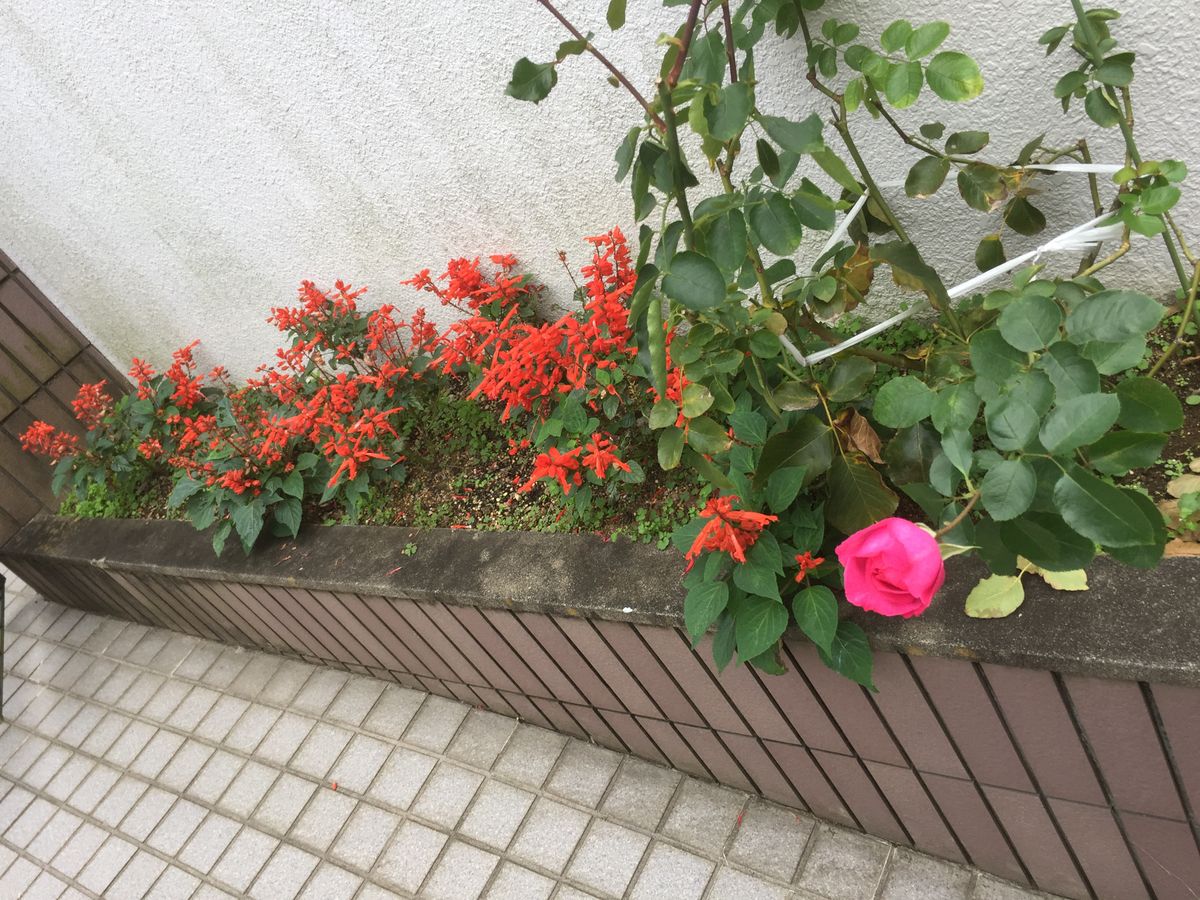 花壇を冬仕様に