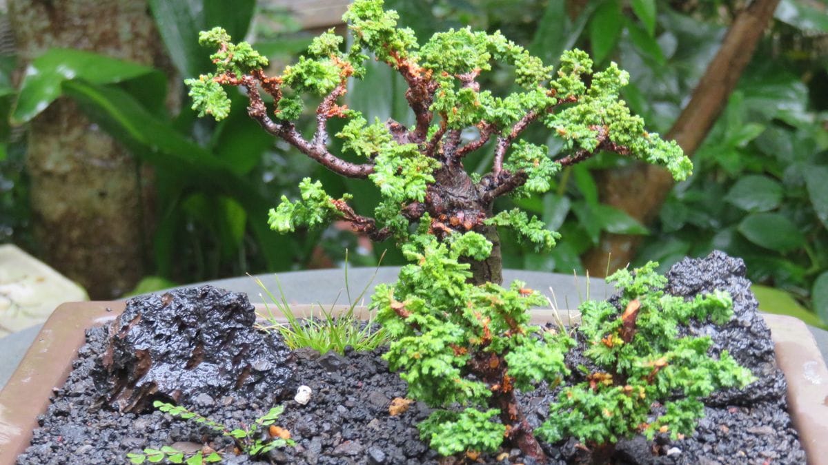 雨の合間に石化ヒノキで遊ぶ～😊～