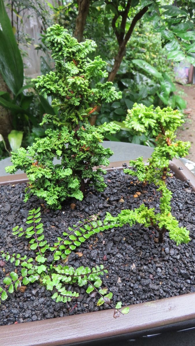 雨の合間に石化ヒノキで遊ぶ～😊～