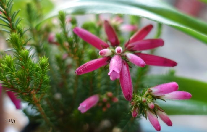 鉢上げした花たち