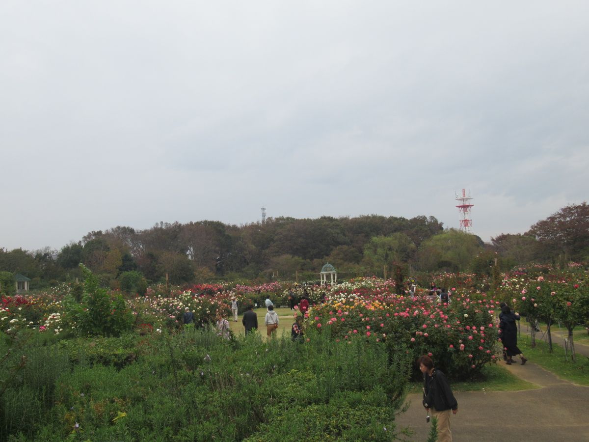 ち～～散歩　その３１５　～京成バラ園１～