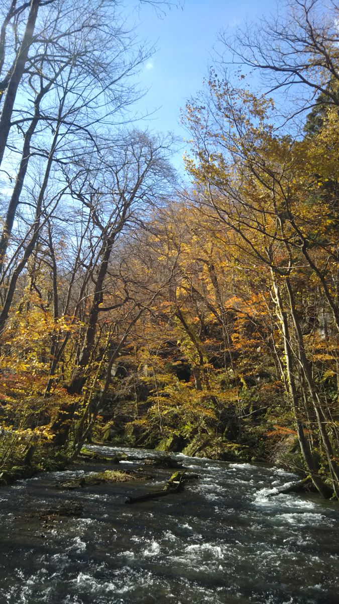 紅葉🍁狩り～２日目です🌫️