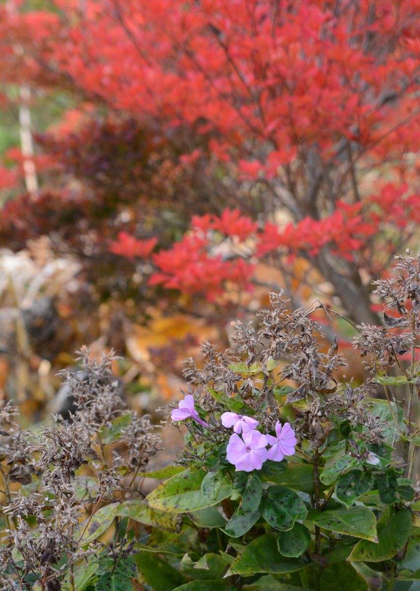 山モミジ　菊