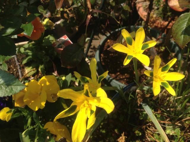 オダマキ・バラ以外の花