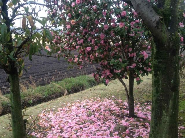 オダマキ・バラ以外の花