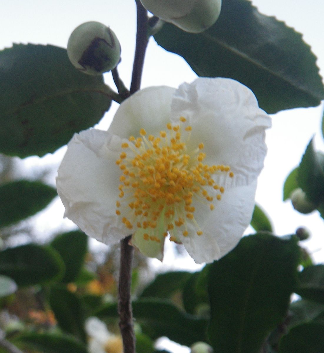 「お茶」の花を展示しました