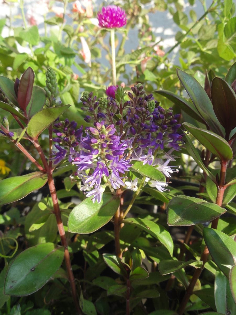 ベロニカの寄せ植え