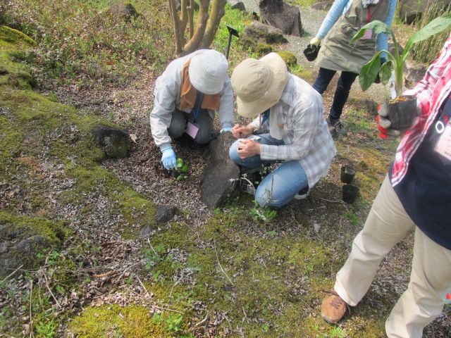 山野草ボランティア