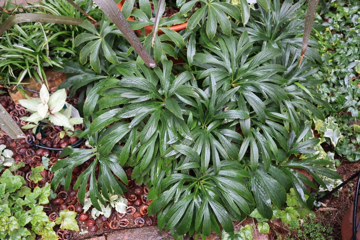 明るい日陰‥植物入れ替え