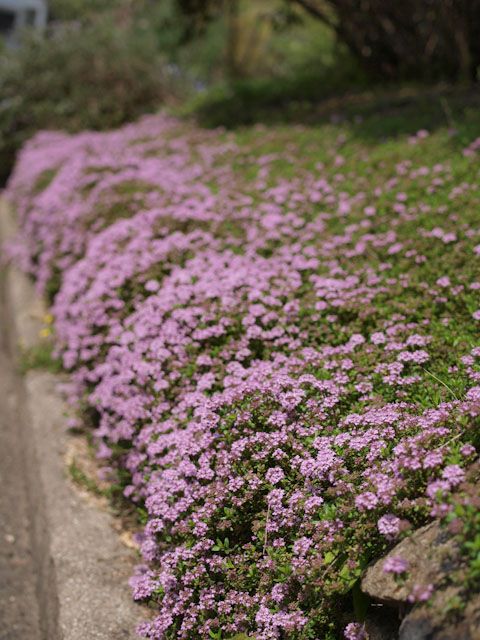 タイム