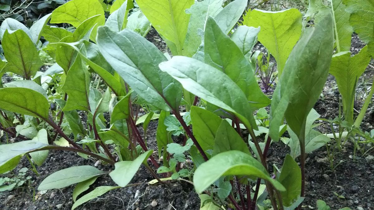 野菜の育ちが遅い気がする…