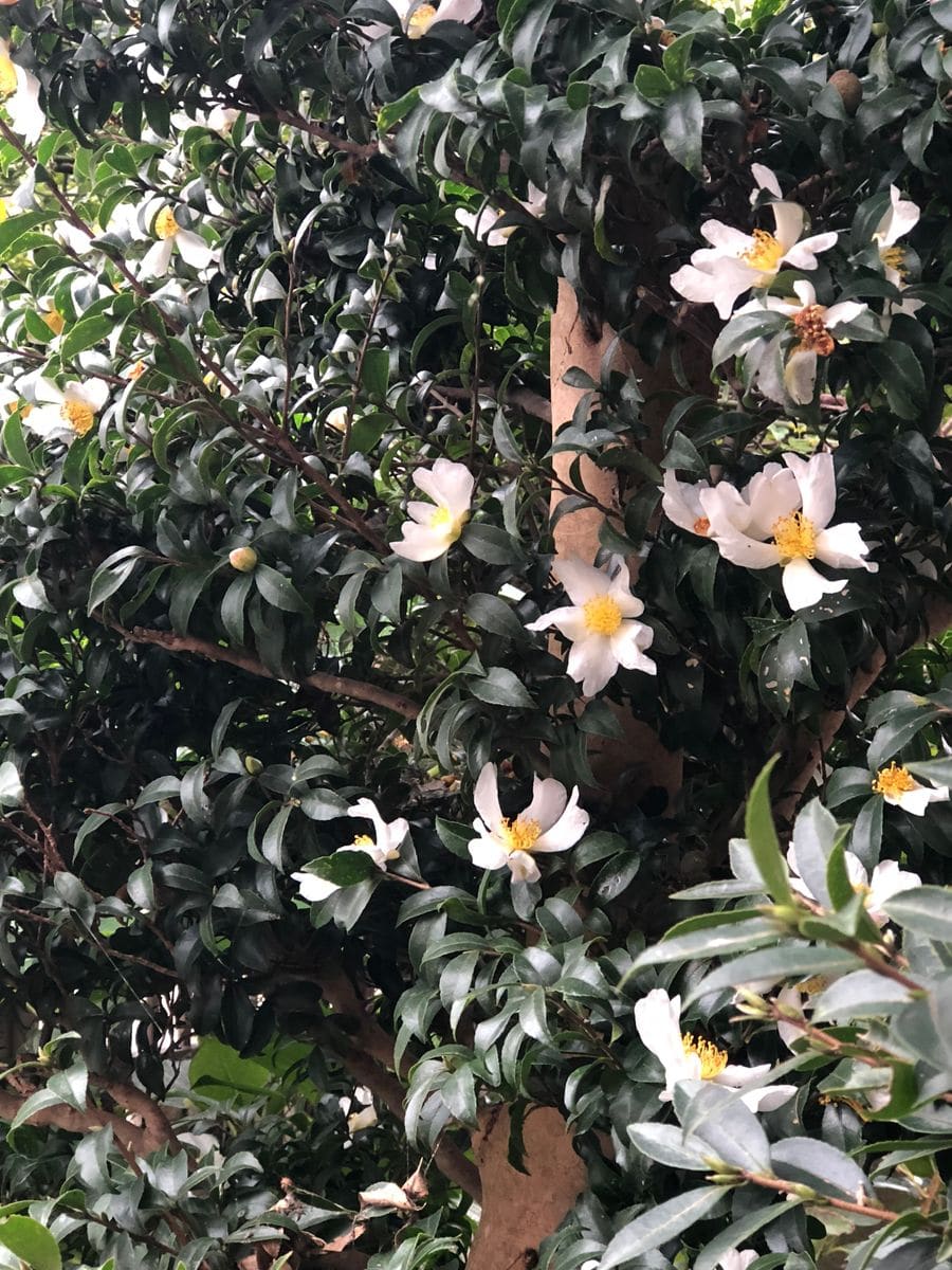 お隣の山茶花の花