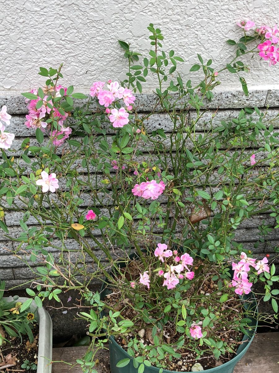 お隣の山茶花の花