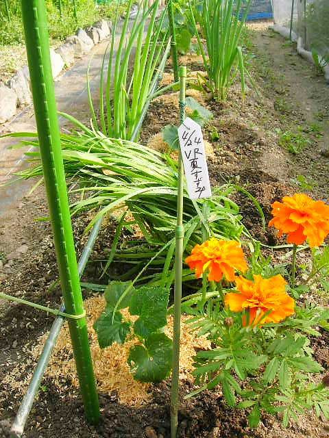 夏野菜定植ー4