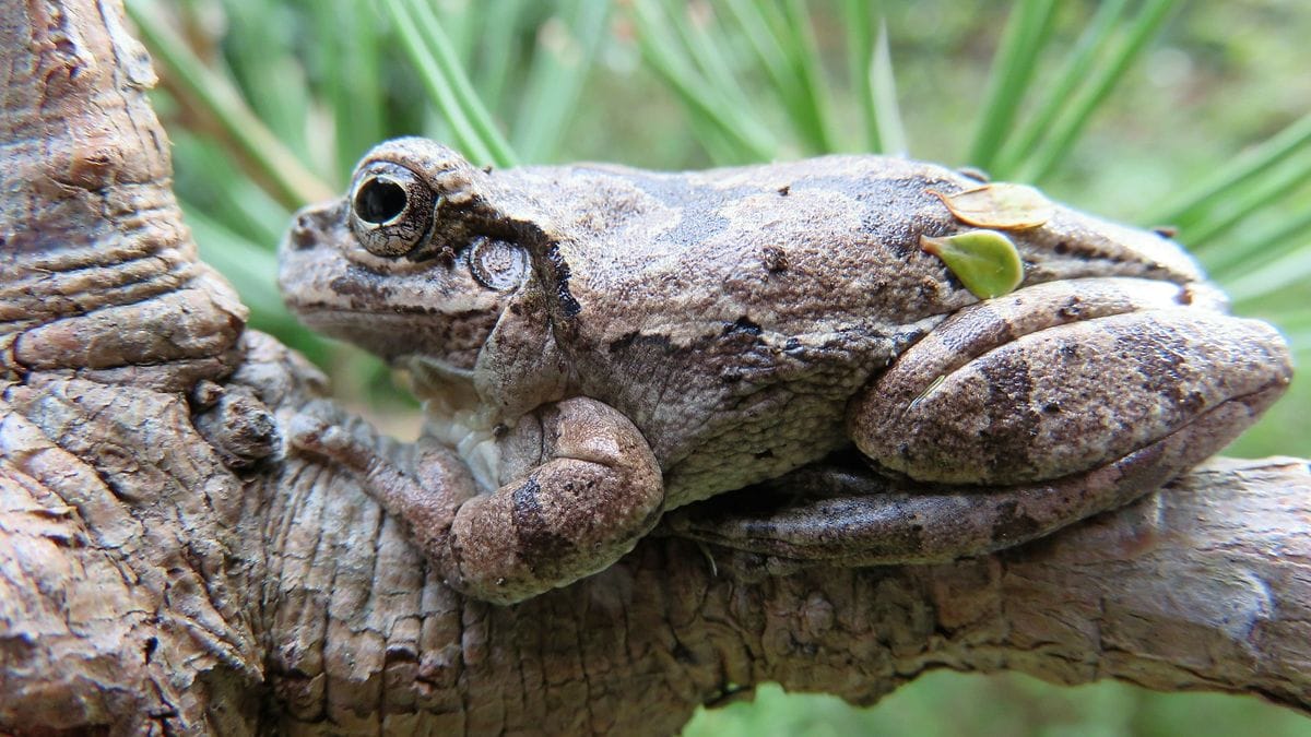 家を守る冬眠中のアマガエル？