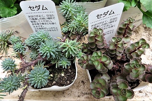 セダムの寄せ植え