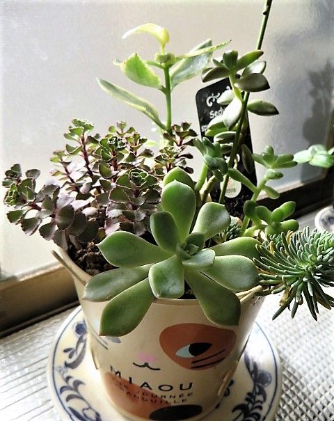 セダムの寄せ植え