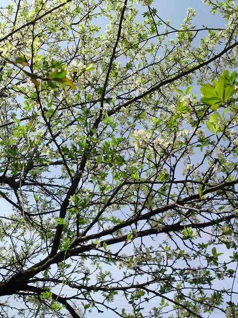 春の花木[i:237]