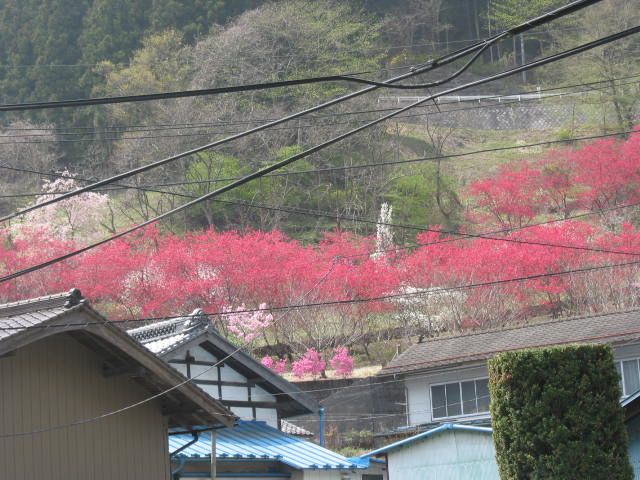 春の花