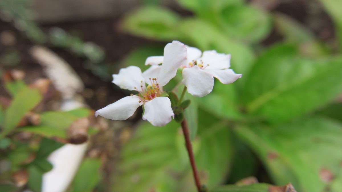 フライング🌸2種