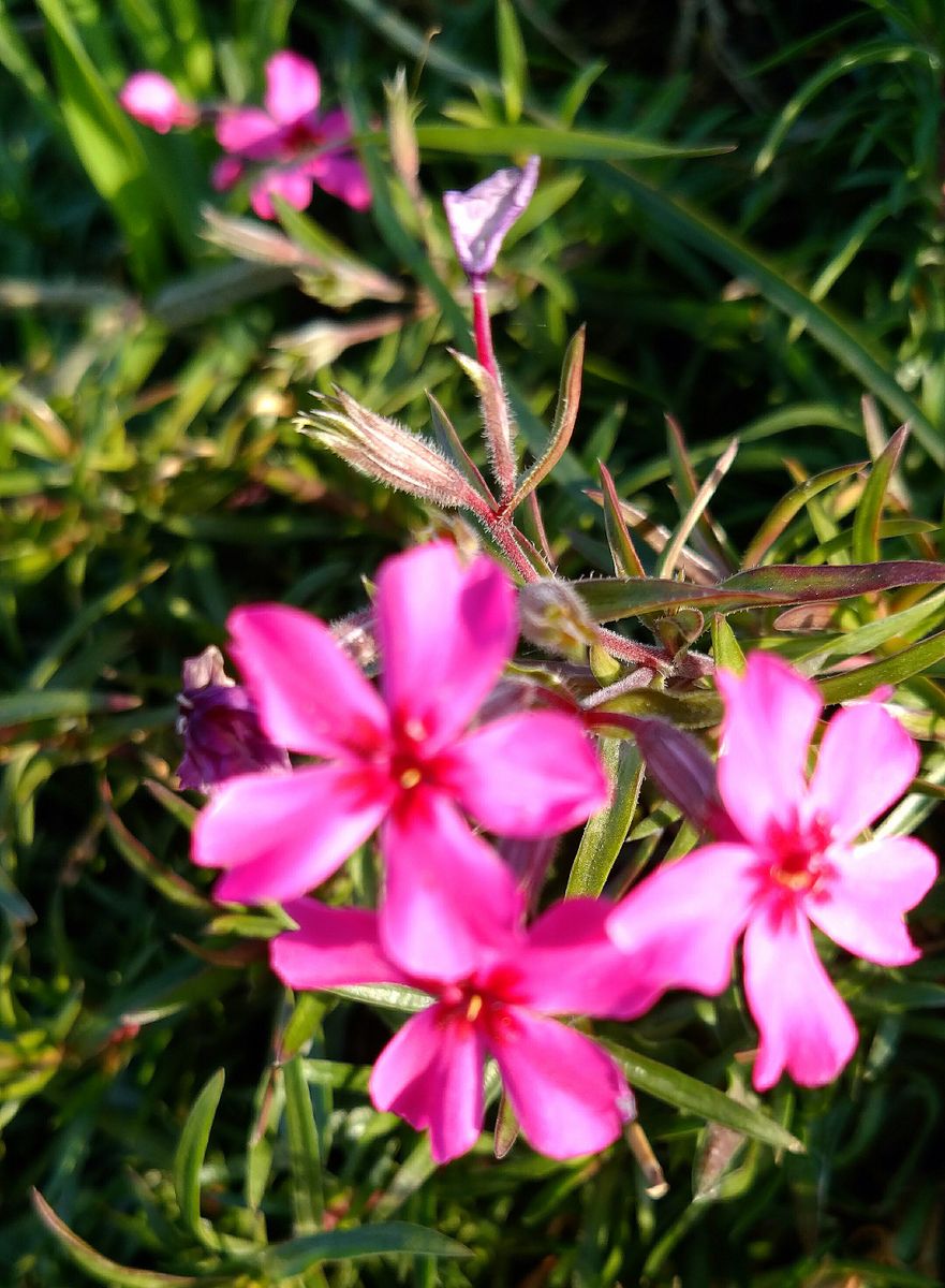 😅なんで今咲く❔芝桜❗其の２