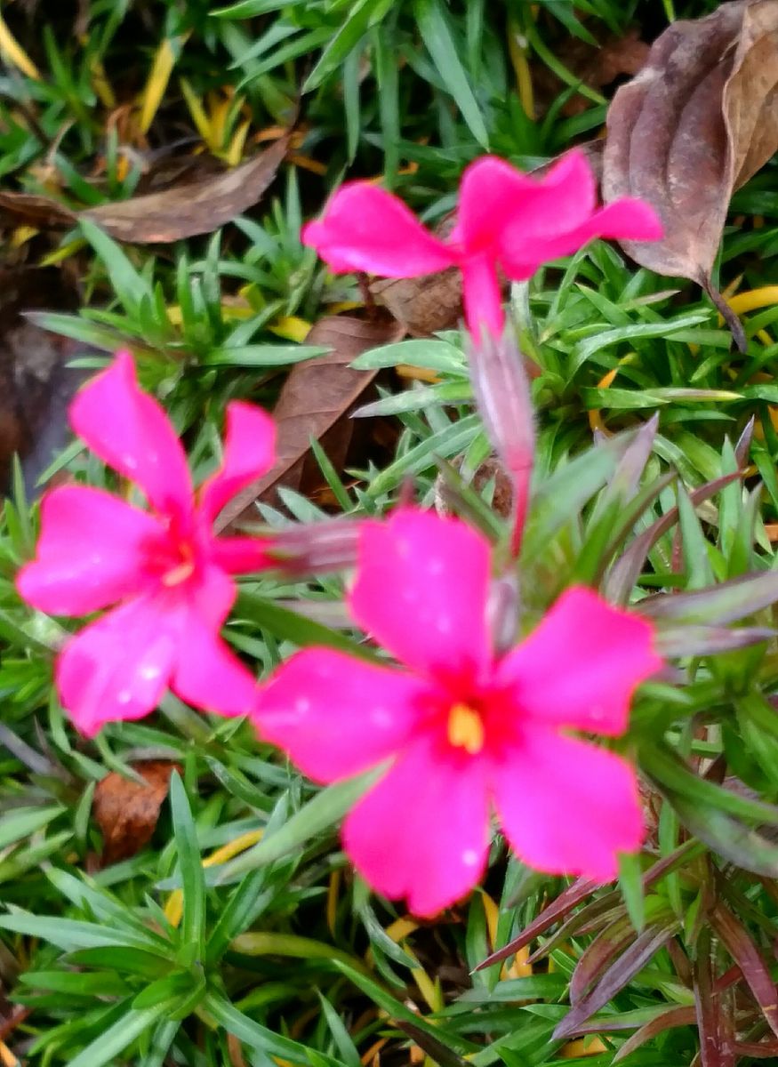 😅なんで今咲く❔芝桜❗其の２