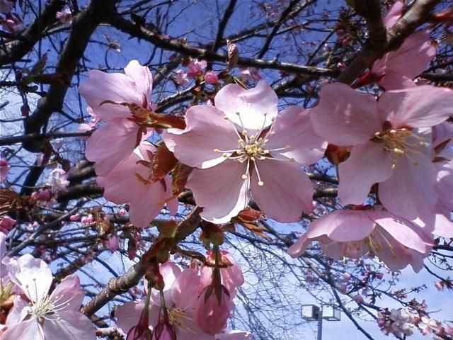 いよいよ、来ましたね　桜前線