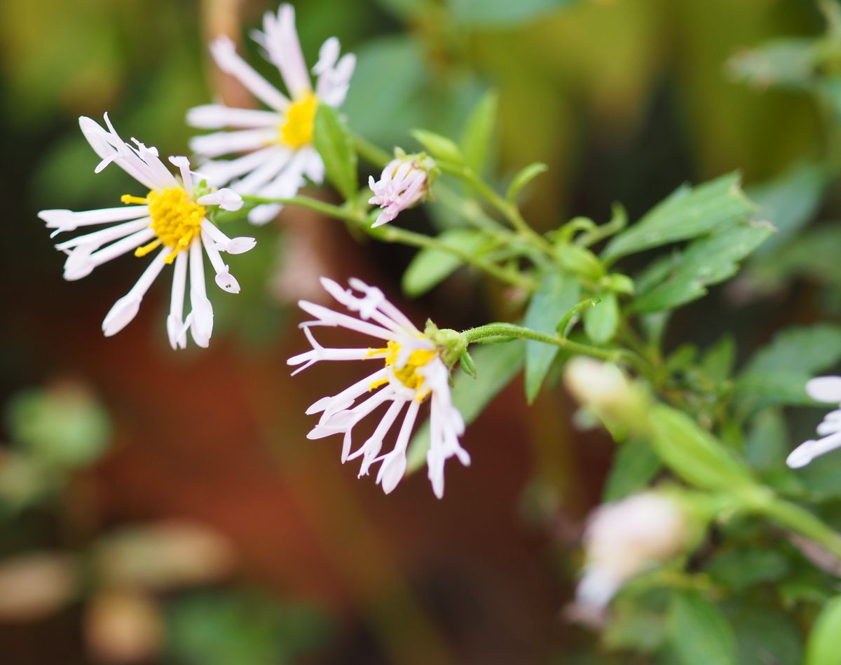 放置されていた、庭の菊