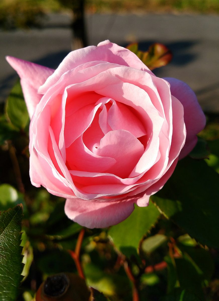 🌹鉢植えのミニ薔薇たち🌹で～ｽ🎵