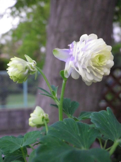 ミヤマオダマキの花