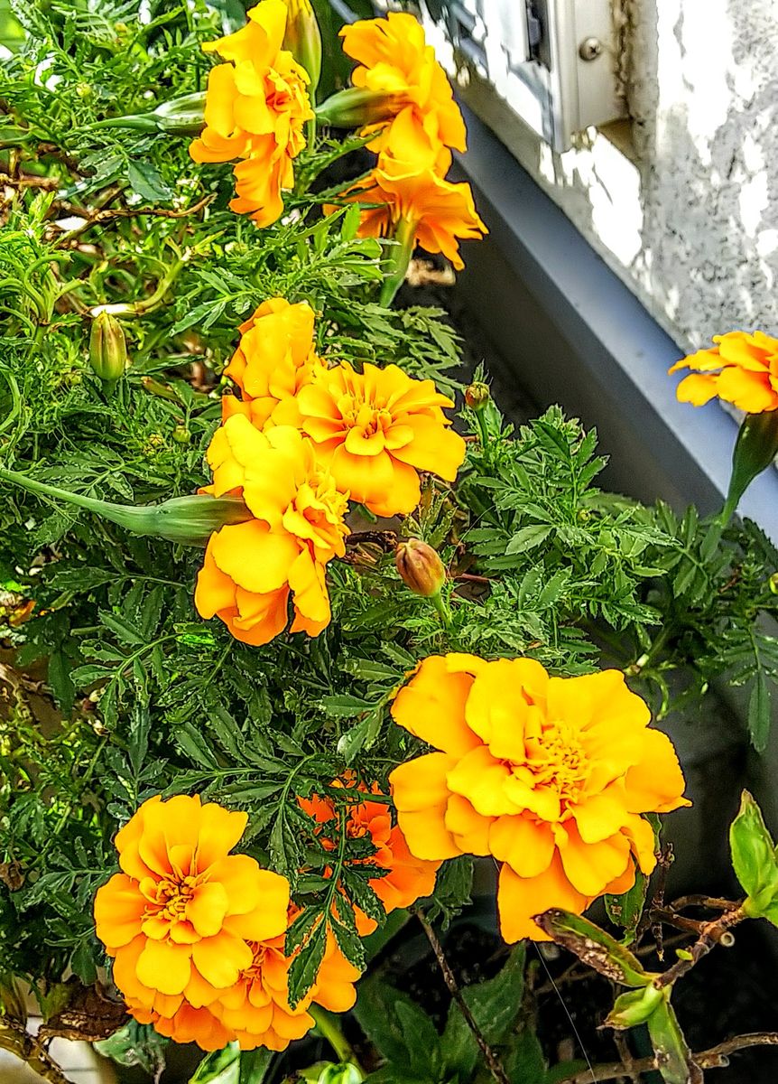 夏の花が昨日の暑さで甦りました🎵