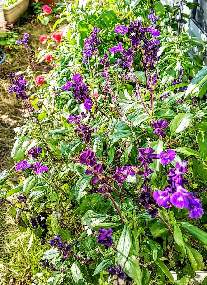 夏の花が昨日の暑さで甦りました🎵