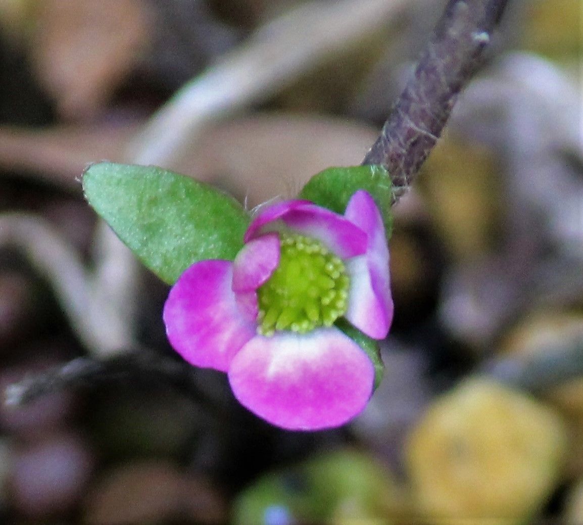 早春の花なのに