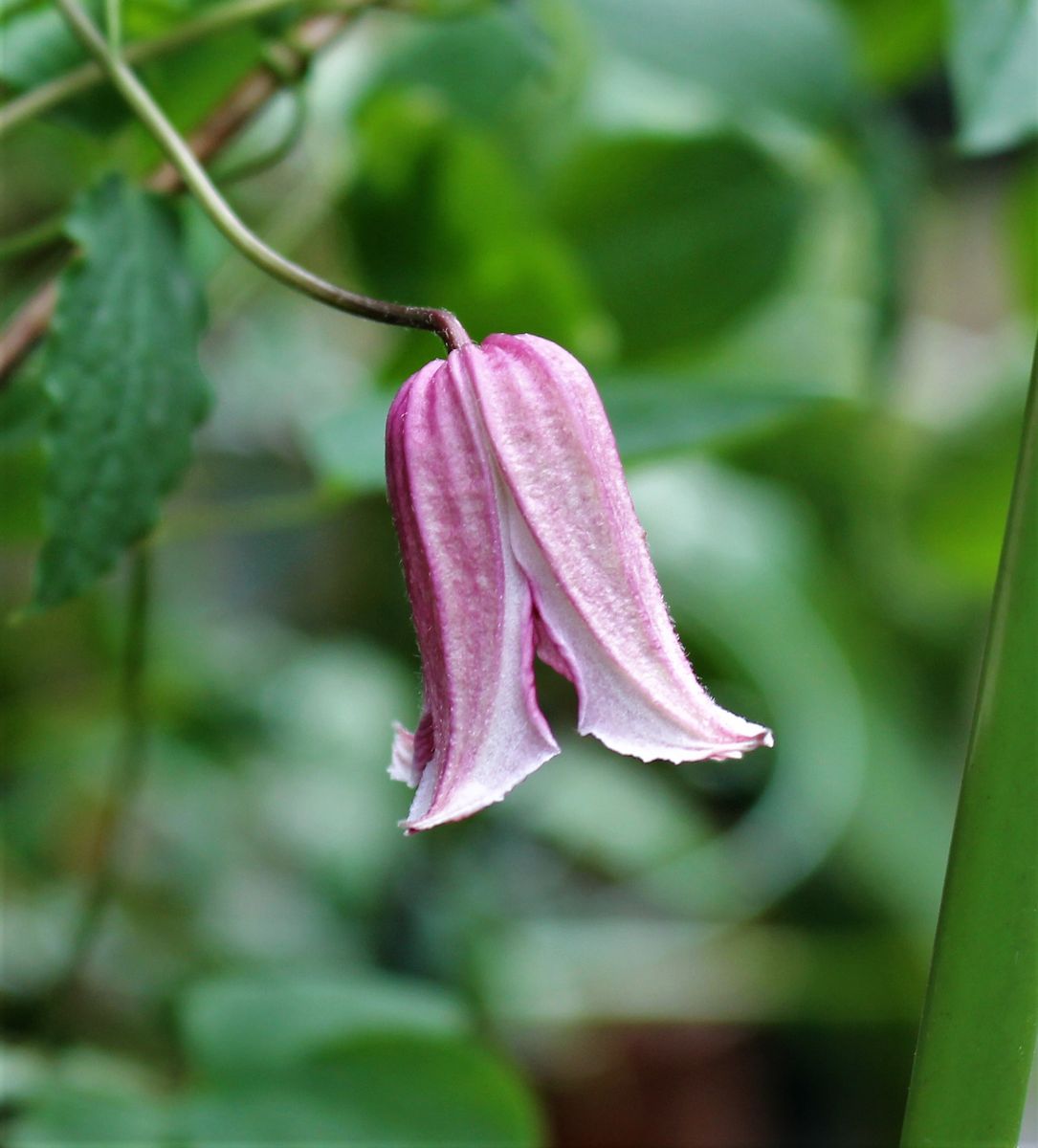 早春の花なのに